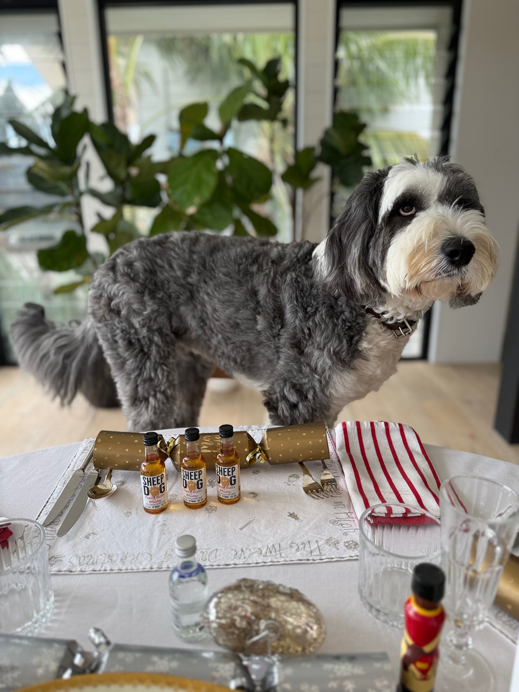 The Big Bang - 12 pack