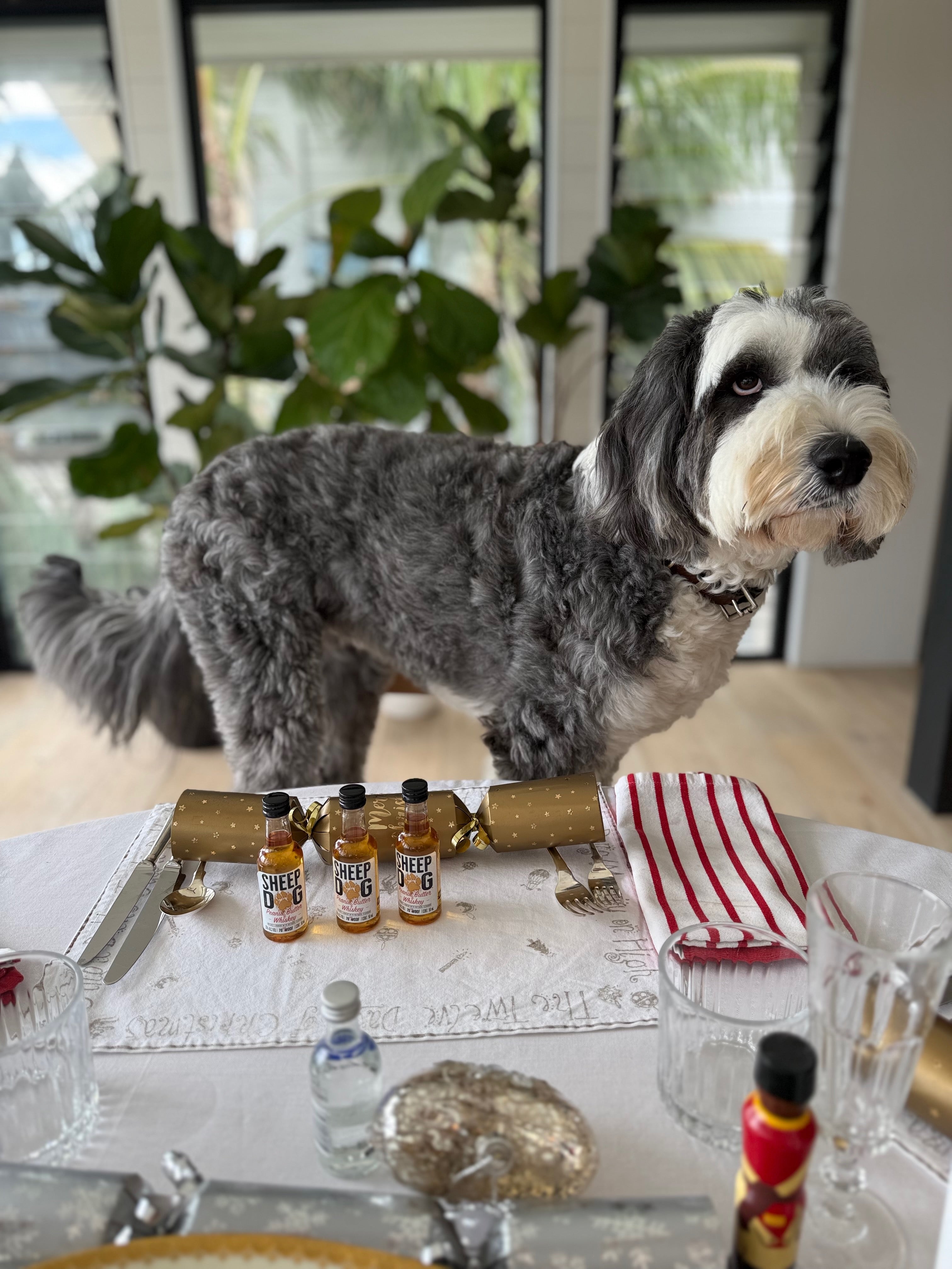 The Big Bang - 12 pack